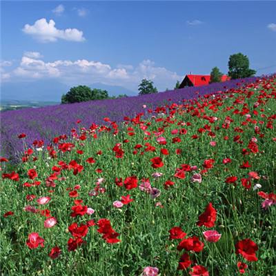 巴博体育官网安卓下载截图